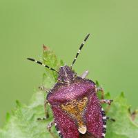 Sloe Bug - Dolycoris baccarum 2 